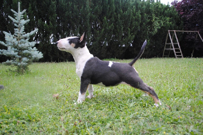 Taéna